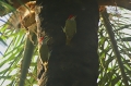 Fine-Spotted Woodpecker